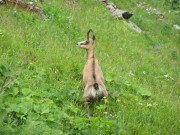vincianeauthierchamois