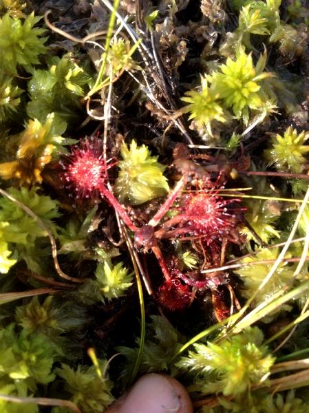 Drosera---Pascal-BRUNEAU