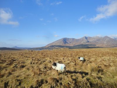 L'Irlande au coeur